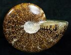 Wide Cleoniceras Ammonite - Madagascar #5245-1